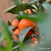 Mandarinier "Satsuma"