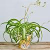 Le Chlorophytum 