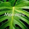 Monstera produite à la Ferme Horticole Théart