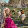 Visite de la ferme de gally à saint cyr l'école