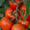 Tomates à semer