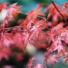 Erable du Japon vendus à la jardinerie des Fermes de Gally