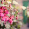 Fuschias à la jardinerie des Fermes de Gally