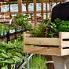 Plants potagers à la jardinerie des Fermes de Gally