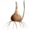 Les cormes