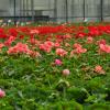 Production de fleurs à la ferme horticole heart