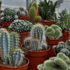 Cactées pour jardin d'hiver à retrouver à la jardinerie des Fermes de Gally à Saint-Cyr-l'Ecole 78