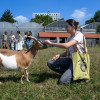 visite groupe ferme de gally de saint-denis