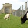 Rencontre avec les chèvres à la Ferme de Gally