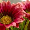 Gazania
