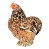 Poule Bantam de la ferme de gally