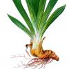 Les rhizomes