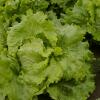 Salade de la cueillette
