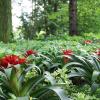 Bromeliacées