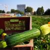 Légumes de la ferme