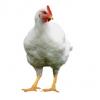 poule leghorn pondeuse ferme de gally ile-de-france