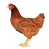 poule-rousse