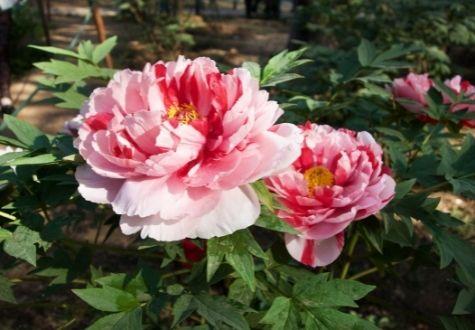 pivoines Itoh