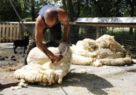 Fête de la laine moutons