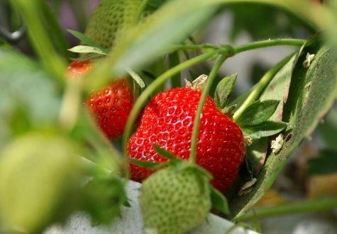 Fraises de la cueillette de Gally