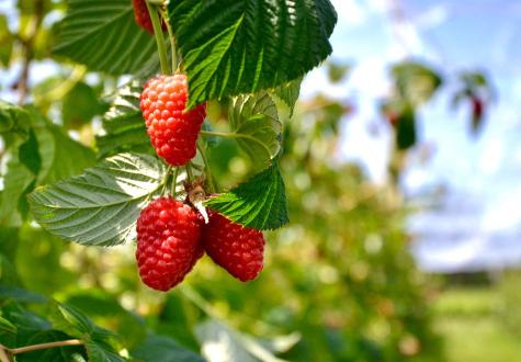 framboises à cueillir à la cueillette de gally à bailly dans les yvelines