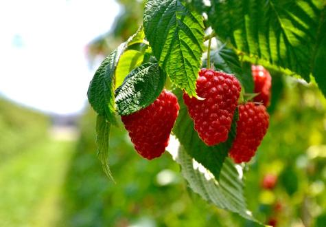 framboises à cueillir à la cueillette de gally à bailly dans les yvelines