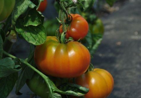 Tomates de la Cueillette de Gally