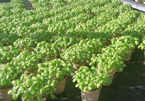 Basilic serre horticole Théart