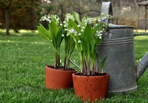 muguet du 1er mai à la Ferme de Gally