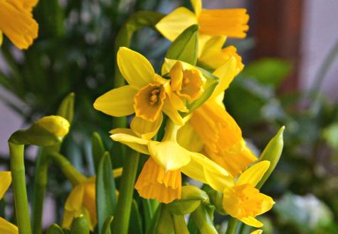 Narcisse aux Fermes de Gally