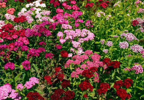 Offre de saison sur le dianthus dans la jardinerie des Fermes de Gally