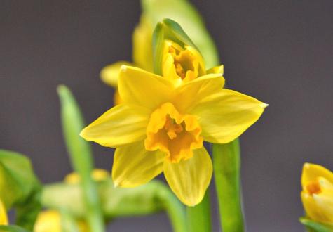 Narcisse aux Fermes de Gally