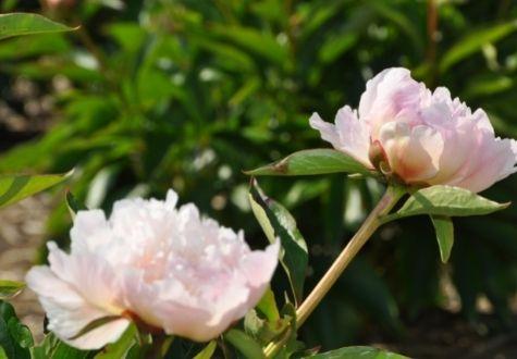 pivoines herbacées