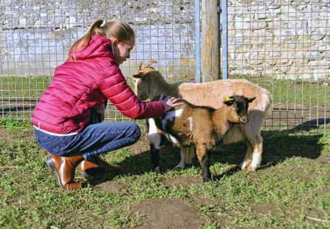 Soin aux animaux aux Fermes de Gally