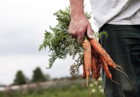 Carottes de la cueillette en libre service