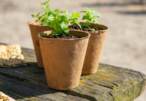 Atelier jardinage pour enfant à la Ferme 