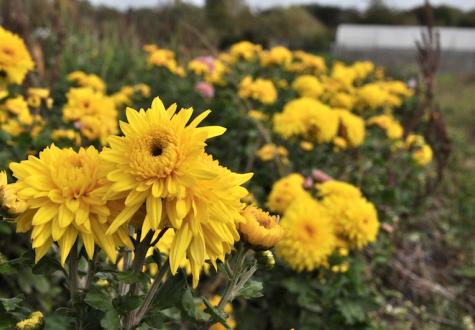 Chrysanthèmes à la Jardinerie de Gally de Saint Cyr l'Ecole