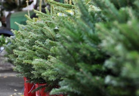 foret sapins décoration noel ferme de gally