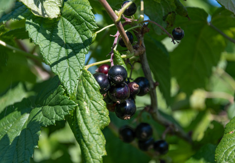 Offres de saison à la jardinerie des Fermes de Gally de Saint-Cyr-l'Ecole