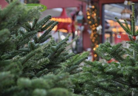 Nos sapins dans notre jardinerie de Gally à Saint Cyr l'Ecole