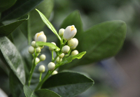 Fleur d'oranger pour jardin d'hiver à retrouver dans la jardinerie des Fermes de Gally à Saint-Cyr-l'Ecole 78