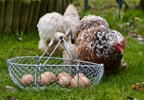 Paniers à oeufs Aert-Fil fabriqués en France