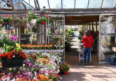 offres de saison à la jardinerie de gally saint cyr l'ecole