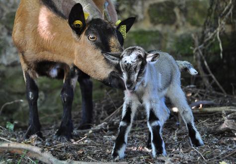 Les animaux de la ferme