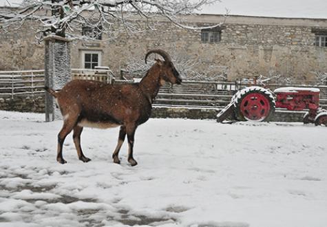 Bouc de la ferme