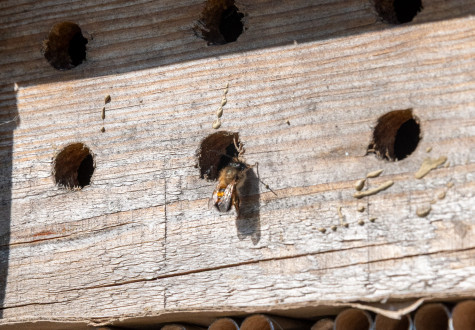 Hotel à insectes pour les abeilles solitaires