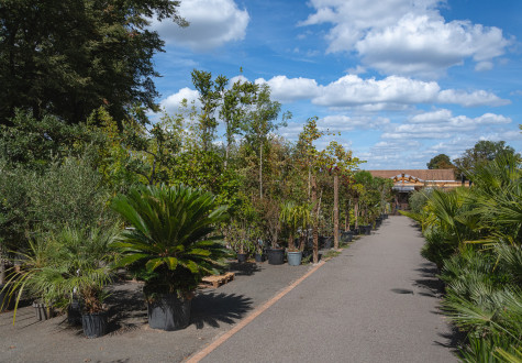 Jardinerie et pépinière des Fermes de Gally à Saint-Cyr-l'Ecole