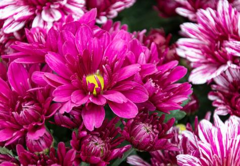 Chrysanthèmes à la Jardinerie de Gally de Saint Cyr l'Ecole