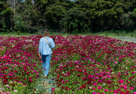 fleurs à la cueillette de gally