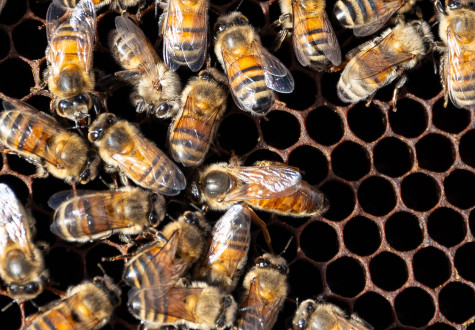 Ruche de nos abeilles